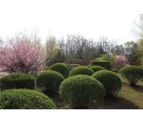 自家苗圃低價批發(fā)紅葉石楠球，優(yōu)質(zhì)綠化工程景觀苗木盆栽，成活率高——瀏陽市柏加鎮(zhèn)文凱苗圃產(chǎn)品推薦